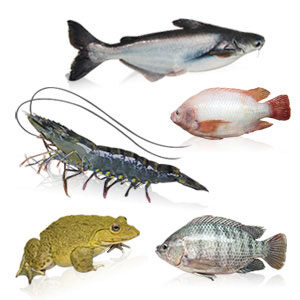 AQUACULTURE