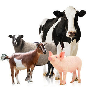 LIVESTOCK