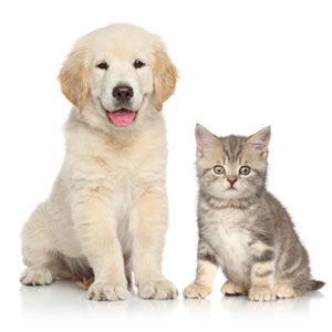 PET