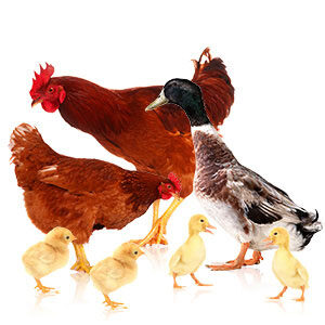 POULTRY