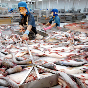 Tra fish about to be processed in the Mekong Delta