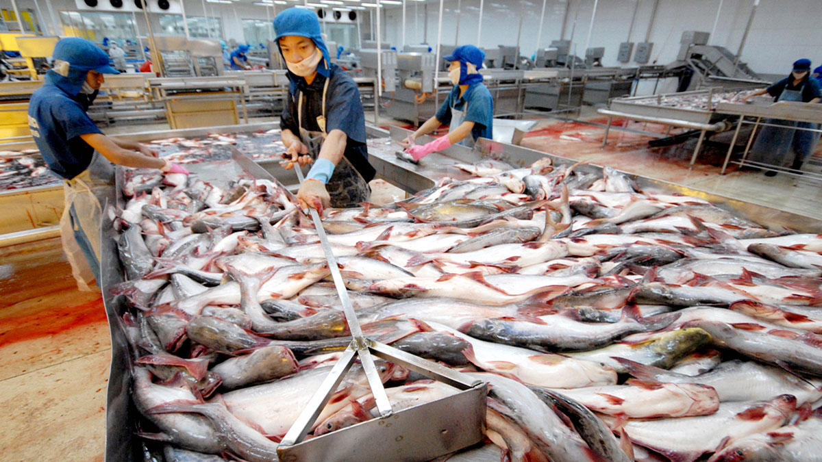 Tra fish about to be processed in the Mekong Delta